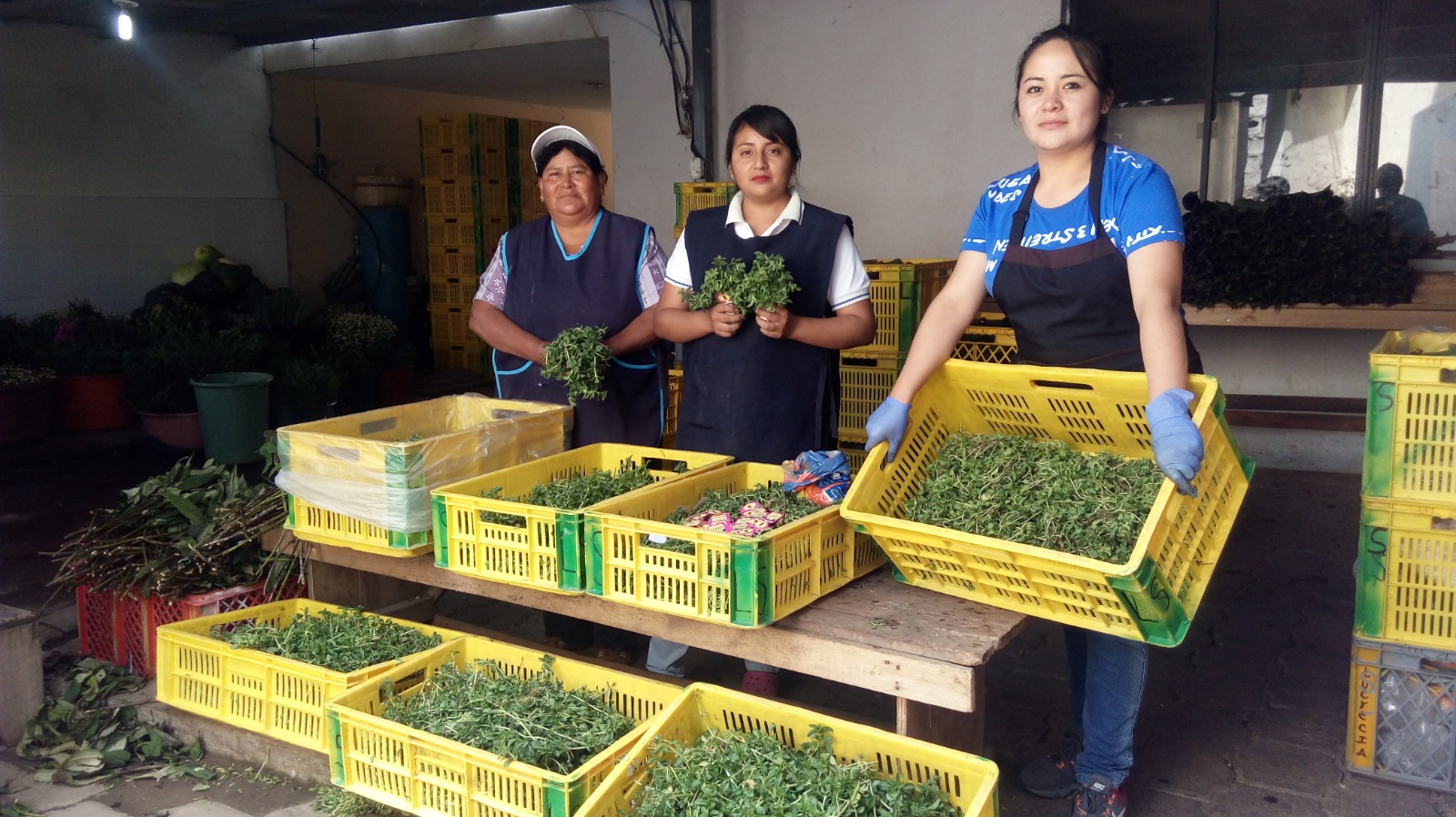 Créditos de Consumo - Cooperativa 17 de Marzo